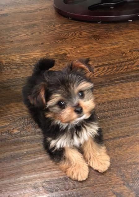Teacup Yorkies For Under 300 Dollars  For Sale  United States Pets - 4