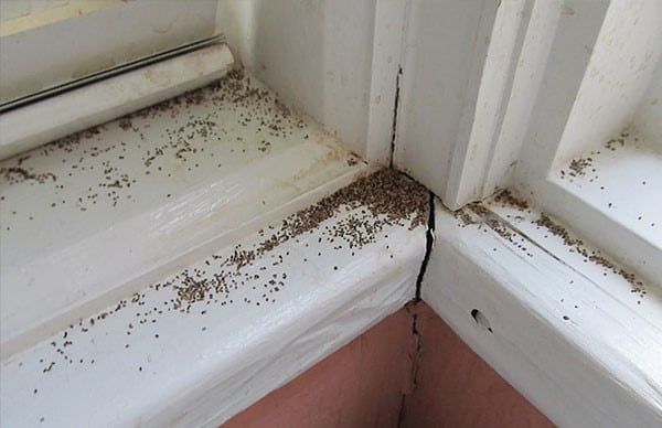 Termite Infestation Signs Solutions Home Solutions Of Iowa