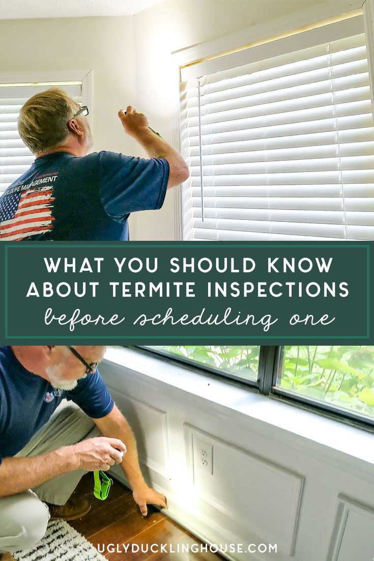Termite Inspections and Installs: What You Need to Know!