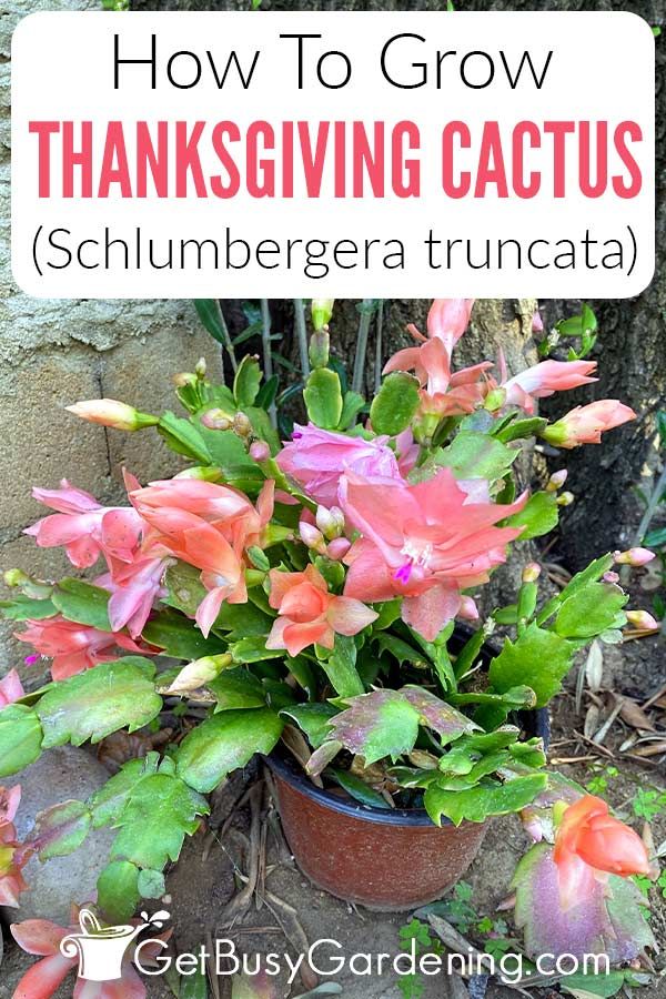 Thanksgiving Cactus Care How To Grow Schlumbergera Truncata Images