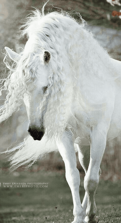 The 14 Most Beautiful Horses That You Ever Seen