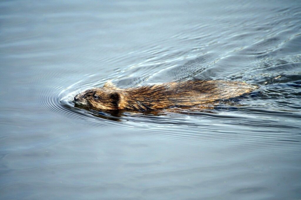 The Beginner'S Guide To Muskrat Trapping
