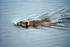 The Beginner’s Guide To Muskrat Trapping HD Wallpaper