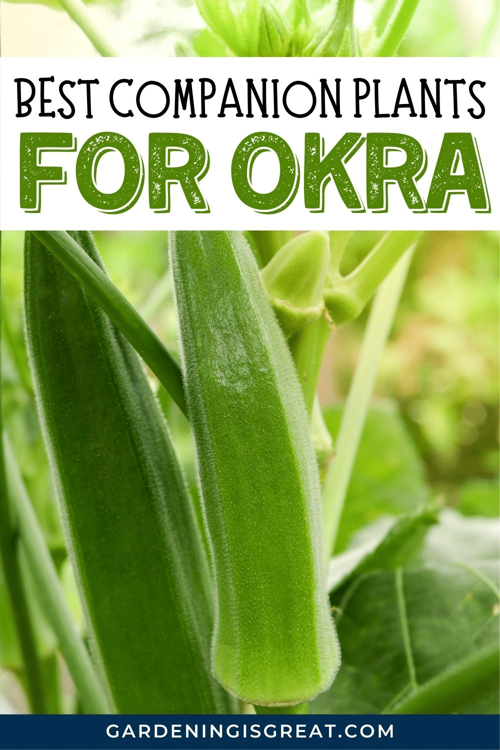 The Best Companion Plants For Okra | Gardening is Great