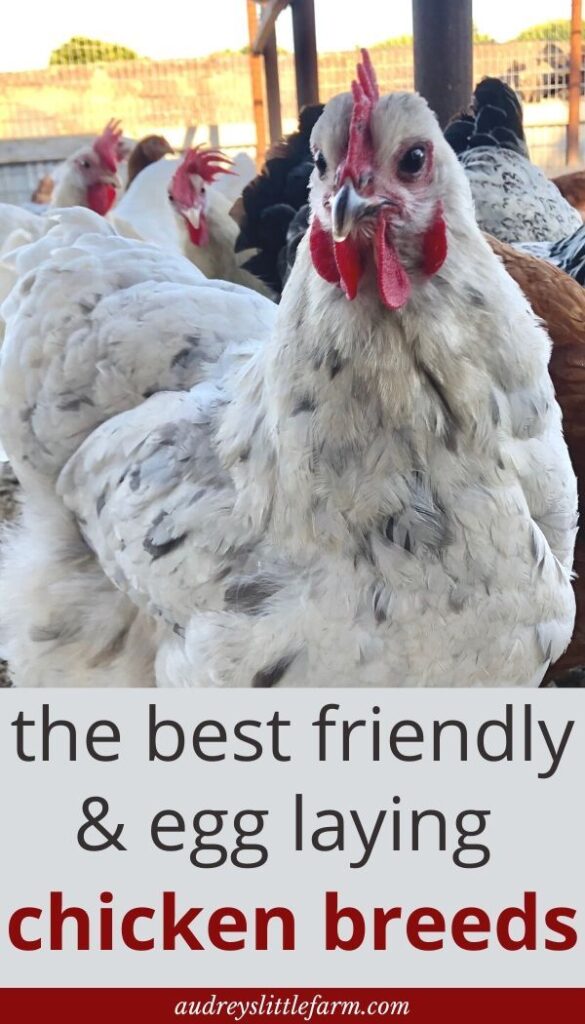 The Best Friendly Egg Layers - Audrey'S Little Farm