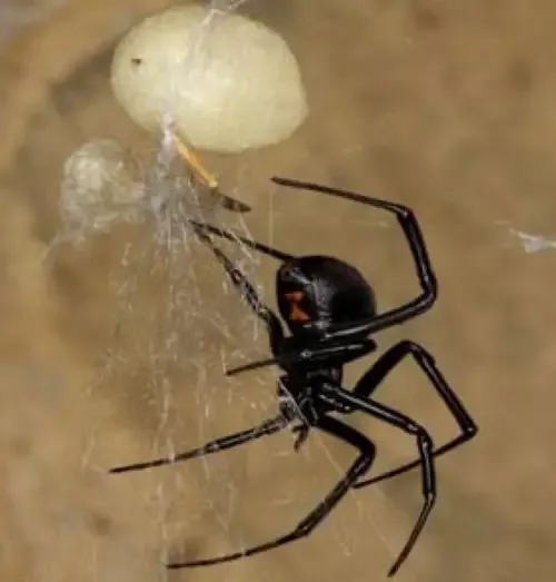The Black Widow Spider Images.webp