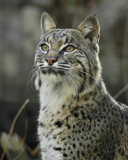 The Bobcat Resilient Predator Of North America Images