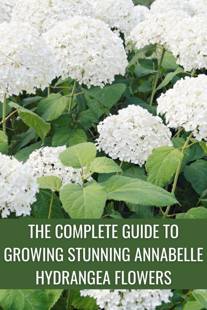 The Complete Guide To Growing Stunning Annabelle Hydrangea Flowers Images