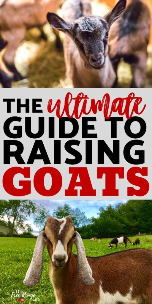 The Complete Quick Start Guide To Raising Goats Images