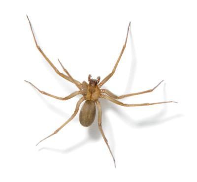 The Difference Between House Spiders Brown Recluses Images