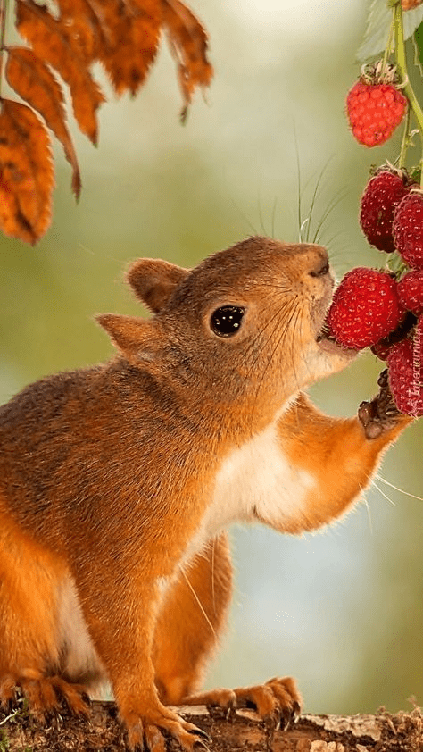 The Furry Faces Of Squirrels Stunning Squirrel Animal