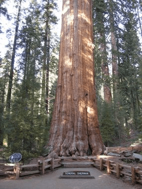 The General Sherman Tree - Sequoia & Kings Canyon National Parks (U.S. National 