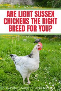 The Light Sussex Chicken: A Breed Review HD Wallpaper