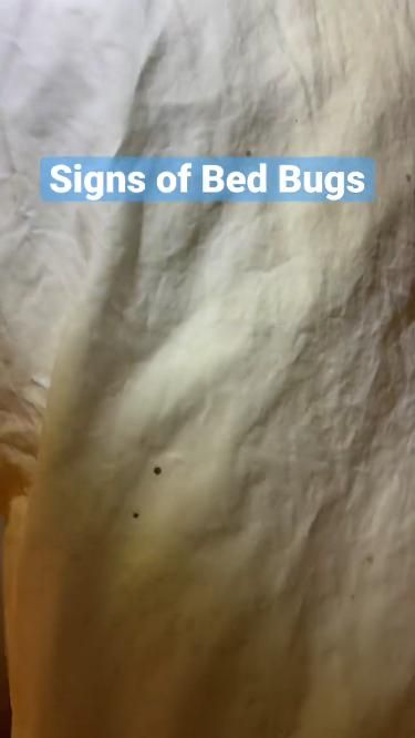 The Number One Sign Of Bed Bugs Images
