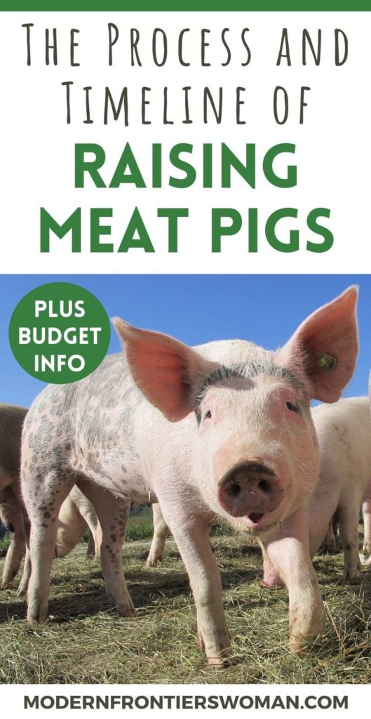 The Process And Timeline Of Raising Meat Pigs Modern