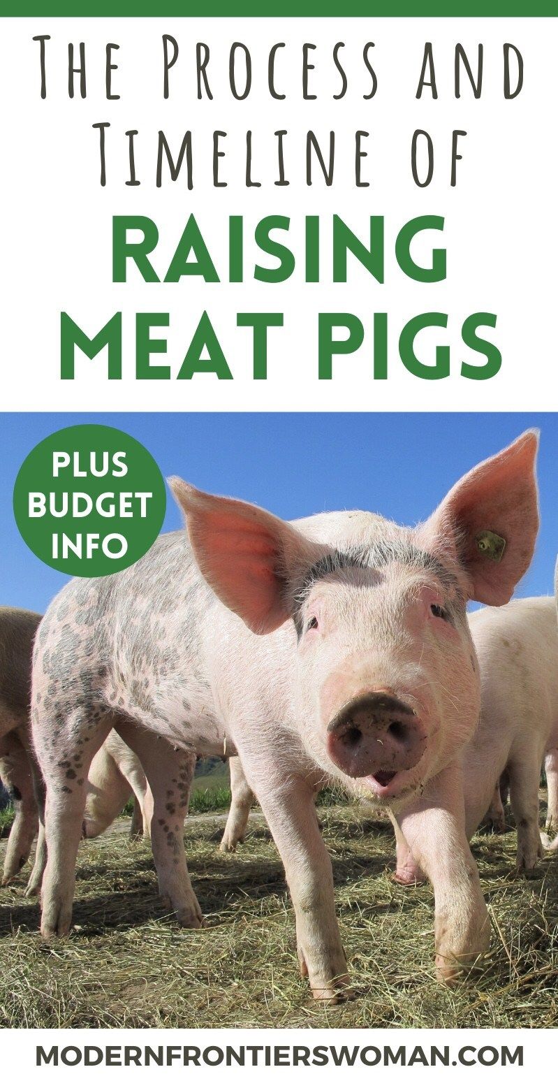 The Process and Timeline of Raising Meat Pigs | Modern