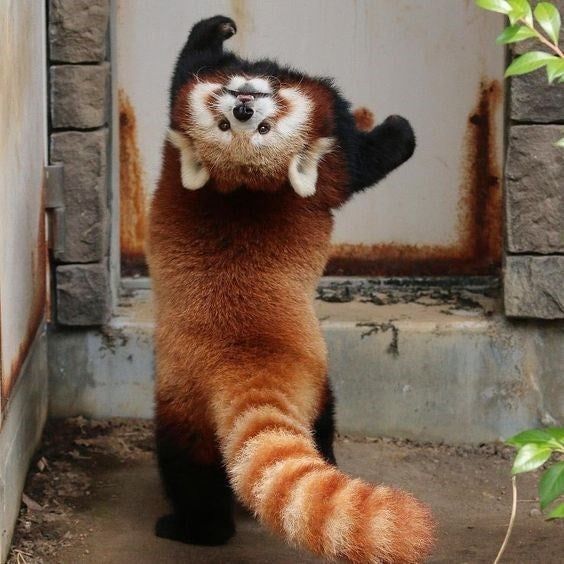 The Red Pandas are solitary and arboreal creature. Their diet