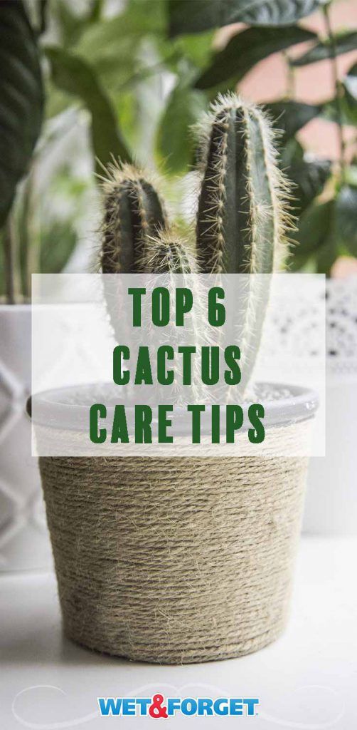 The Stickler's Guide to Growing a Cactus Indoors | Life's Dirty. Clean Easy.
