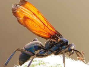 The Tarantula Hawk Wasp , Ruthless ‘Raptor’ of the Insect World HD Wallpaper