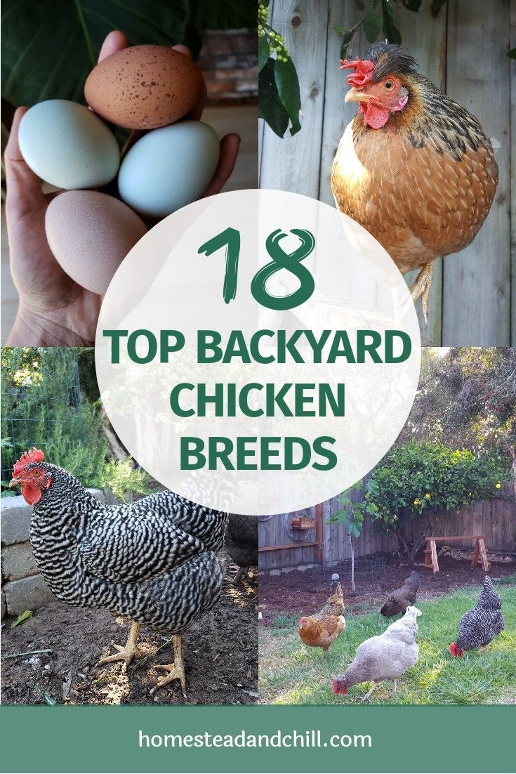 The Top 18 Chicken Breeds for Your Backyard Flock