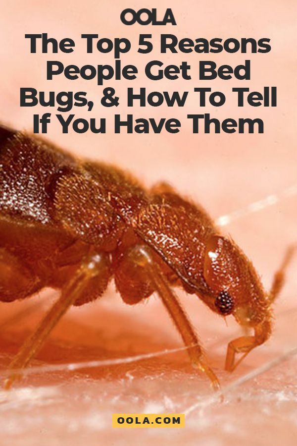 The Top 5 Reasons People Get Bed Bugs And How
