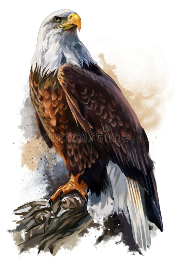 The bald eagle stock illustration. Illustration of wildlife - 92254126
