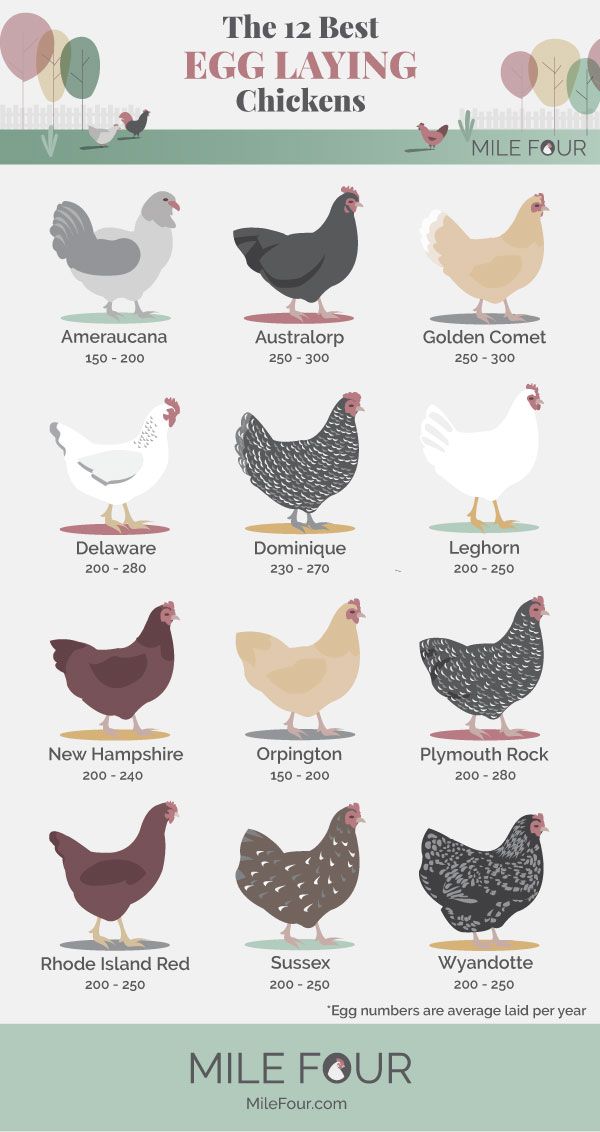 The best Egg Laying Breeds