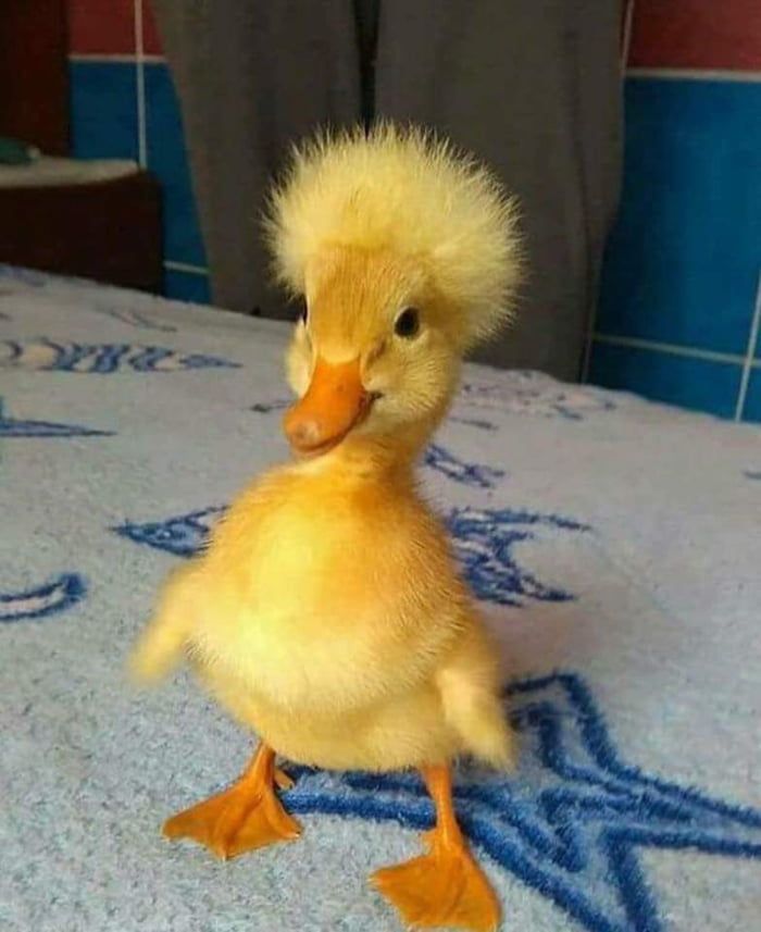 The cutest little duck - Animals