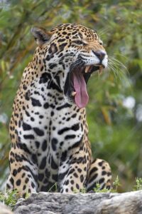 The male jaguar yawning HD Wallpaper