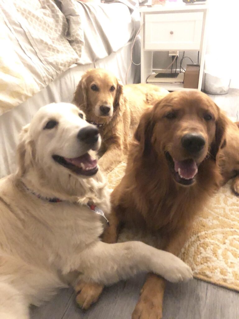 The Three Best Friends That Anyone Could Have Images