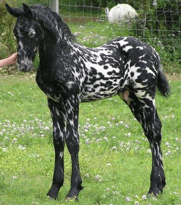 These 10 Rare And Beautiful Horses Are Like Nothing Youve