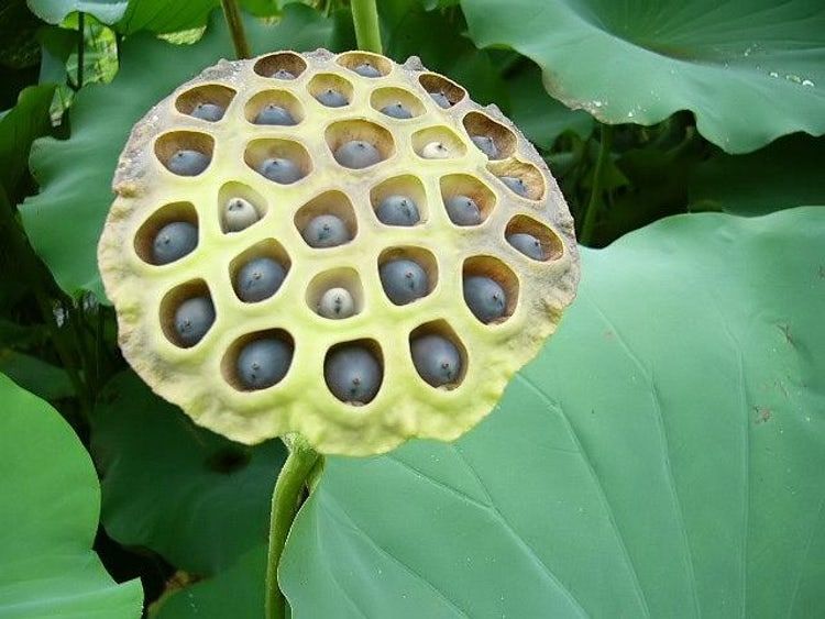 These Vomitinducing Will Trigger Your Trypophobia Images
