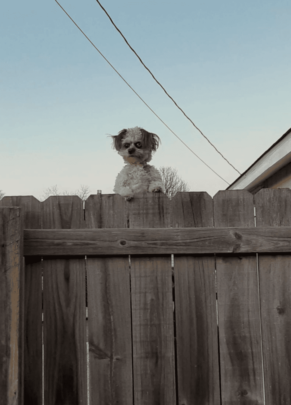 This Little Dog Peeking Over A Fence Is Making People Uncomfortable