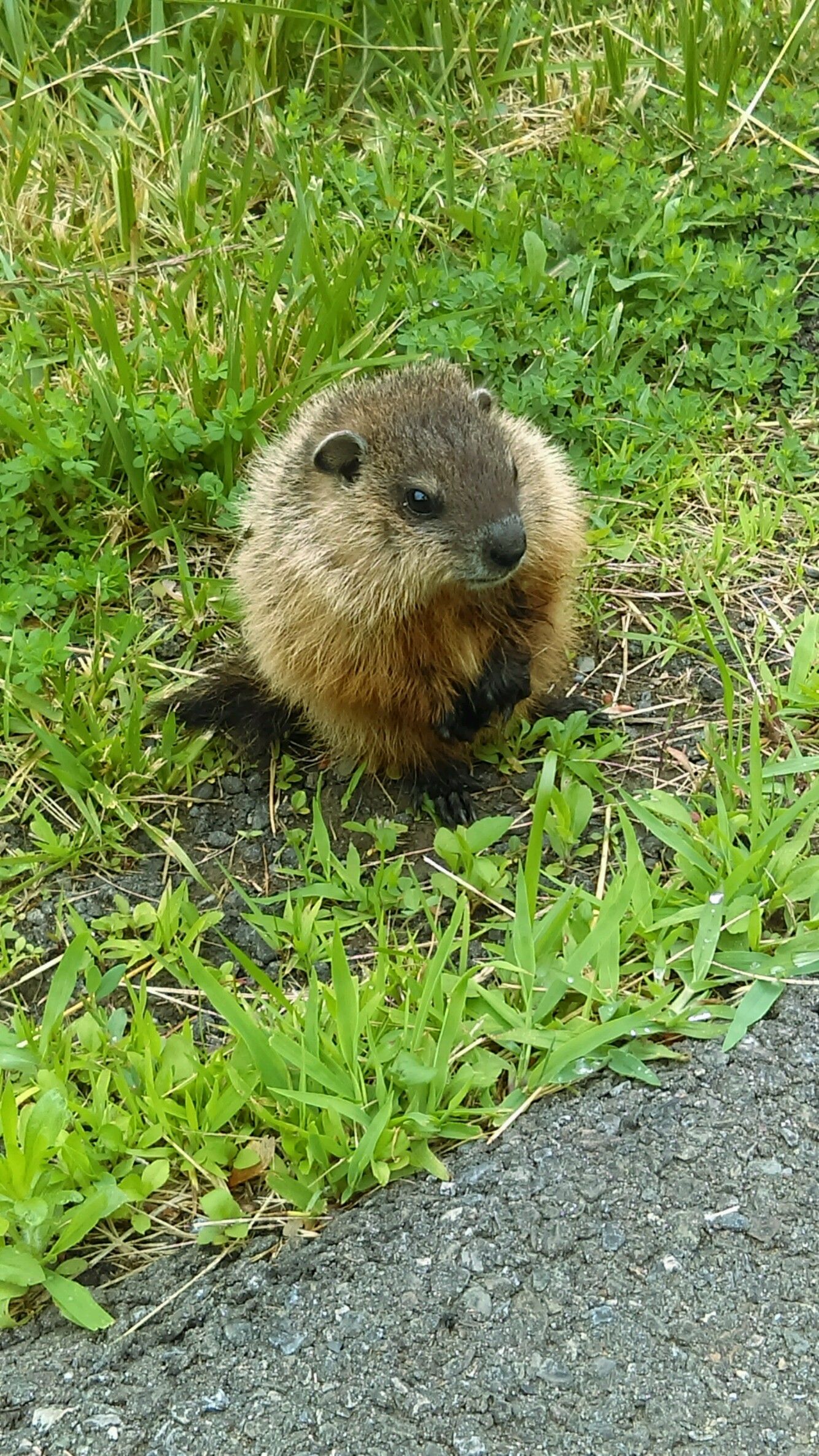 This baby woodchuck lives around my apartment HD Wallpaper