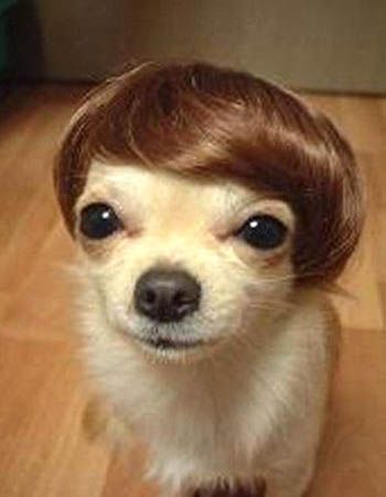 This Dog Whos Thick Luscious Hair Looks Like This Images