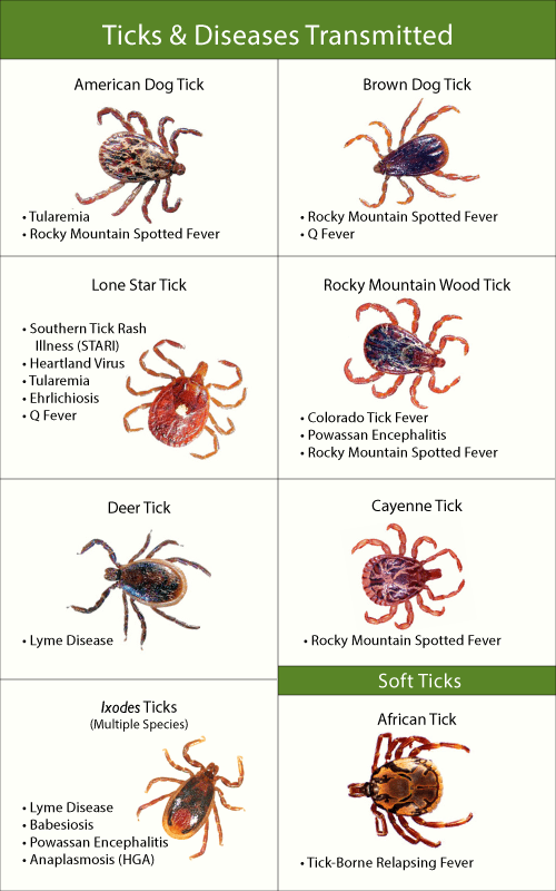 Tick Bites: Symptoms, Pictures, Rash, Mark & Treatment