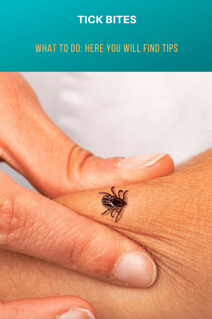 Tick Bites | What To Do: Here You Will Find Tips