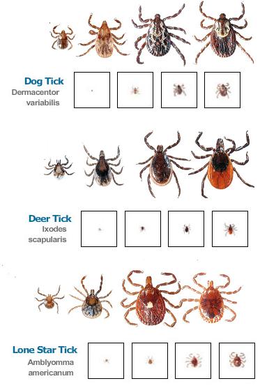 Ticks Tickborne Diseases Tick Control East Middlesex Mosquito Control