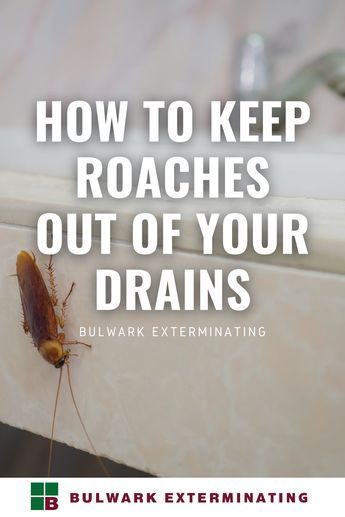 Tips And Tricks On How To Keep Roaches Out Of Drains