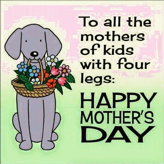 To all the mothers of kids with four legs...Happy Mother's Day