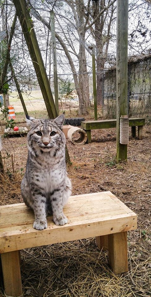 Toby Bobcat From Carolina Tiger Rescue Images