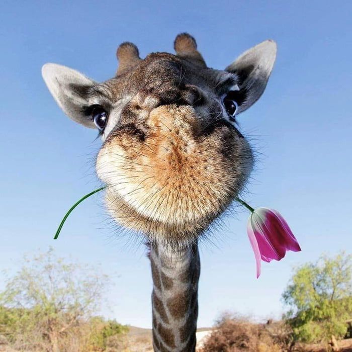 Today You Have Been Blessed By A Giraffe Images