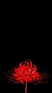 Tokyo ghoul flower | Tokyo ghoul flower, Anime flower, Anime , phone HD Wallpaper