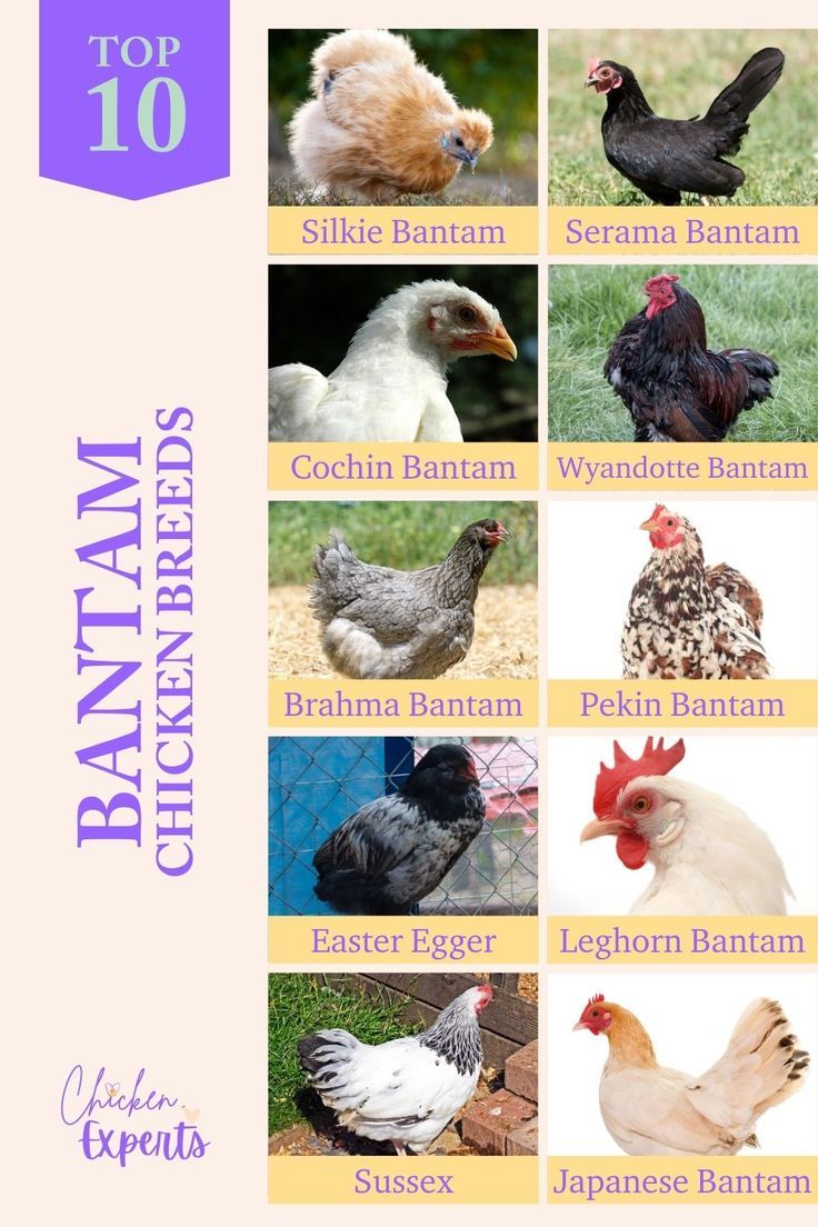 Top 10 Bantam Chicken Breeds