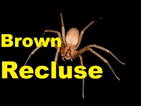 Top 10 SHOCKING Brown Recluse Spider Facts | Brown Recluse Bite | 2017 | TheCool