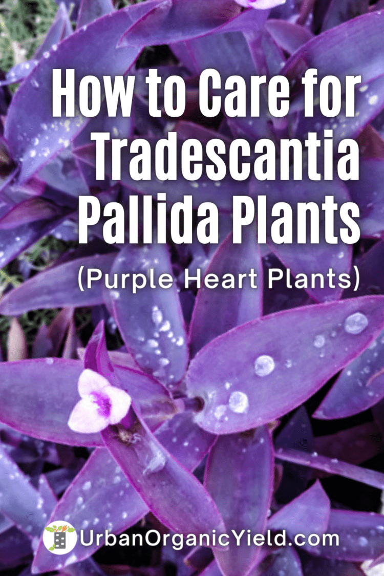 Tradescantia Pallida: Purple Heart Plant Care