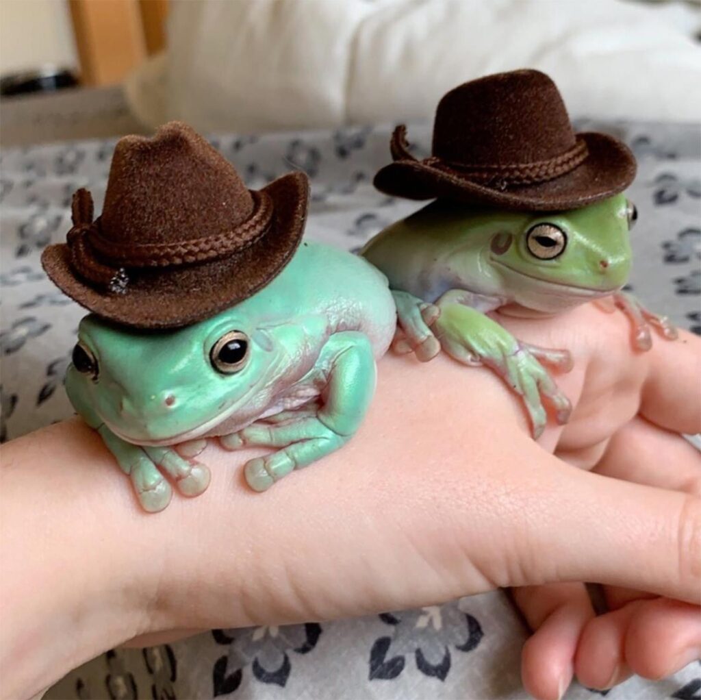 Trio Of Adorable Of 'Dumpy Thicc' Frogs Show That Instagram Stardom Isn'T Just F