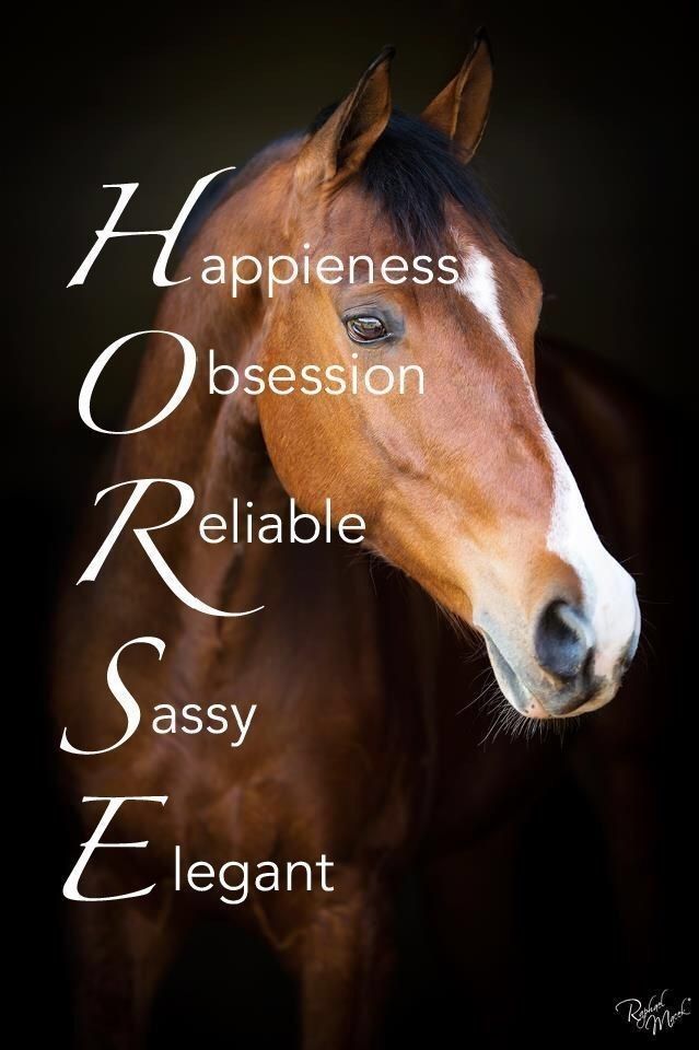 True Meaning Of Horse Images