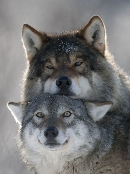 Two Wolves Being Wolves.