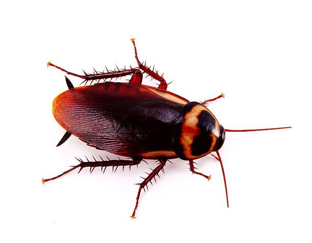 Types Of Bugs That Look Like Cockroaches